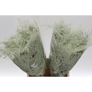 Freshy Asperge ornementale courte | Couleur: Crème | Longueur ± 45 centimeter | Par 50 branches