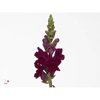 Freshy Antirrhinum Leeuwenbek “Poto Crimson” Biologisch | Kleur: Rood | Lengte ± 70 centimeter | Per 10 verse bloemen