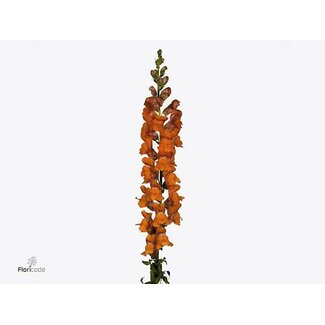 Freshy Antirrhinum Leeuwenbek “Poto Dark Orange” Biologisch | Kleur: Oranje | Lengte ± 70 centimeter | Per 10 verse bloemen