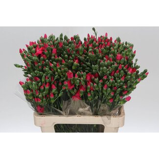 Freshy À fleurs simples œillet en grappes “Solomio Imre” | Couleur: rose | Longueur ± 60 centimeter | Par 20 fleurs fraîches