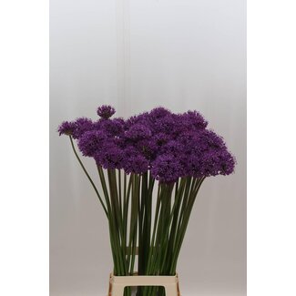 Freshy Allium Sierui “Gladiator” | Couleur: Violet | Longueur ± 90 centimeter | Par 10 tiges de fleurs fraîches