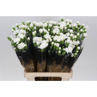 Freshy Spray carnation “Ibis” | Colour: White | Length ± 60 centimetre | Per 25 fresh flowers