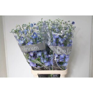 Freshy Delphinium Pied-d'alouette “Centurion Skyblue” | Couleur: Bleu | Longueur ± 110 centimeter | Par 10 tiges de fleurs fraîches