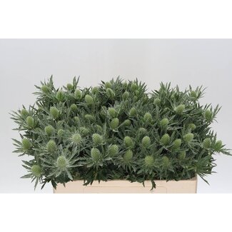 Freshy Eryngium Kruisdistel “Sirius Questar” | Kleur: Grijs | Lengte ± 50 centimeter | Per 10 stelen verse bloemen