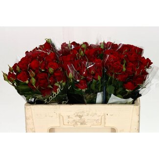 Freshy Trosroos “Mirabel” | Kleur: Rood | Lengte ± 50 centimeter | Per 10 verse rozen