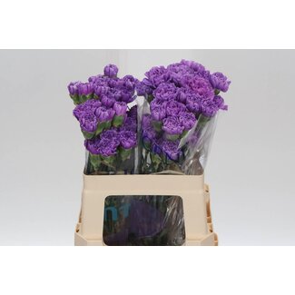 Freshy Kurze Nelke “Moonlite” | Farbe: Lila | Länge ± 50 centimeter | Pro 20 frische Blumen