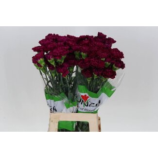 Freshy Oeillet Long “Golem” | Couleur: Violet | Longueur ± 70 centimètre | Par 20 fleurs fraîches