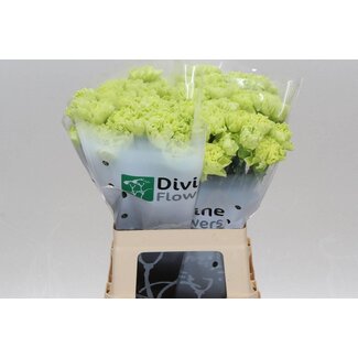 Freshy Dutch Carnation “Celtic Green” | Colour: Green | Length ± 60 centimeter | Per 20 fresh flowers