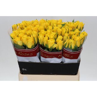Freshy Roses “Moonwalk” | Couleur: Jaune | Longueur ± 60 centimeter | Par 20 roses