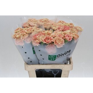 Freshy Dutch Carnation “Creta” | Colour: Mixed Colours | Length ± 60 centimetre | Per 20 fresh flowers