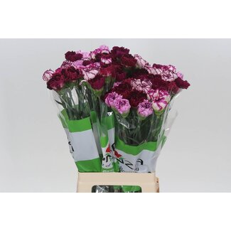 Freshy Œillet long “Rainbow Purple” | Couleur: Couleurs mélangées | Longueur ± 70 centimeter | Par 20 fleurs fraîches