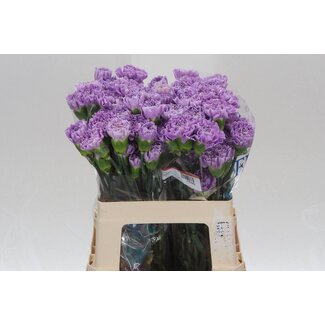 Freshy Short carnation “Moonaqua” | Colour: Purple | Length ± 50 centimetre | Per 20 fresh flowers