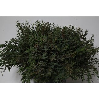 Freshy Eucalyptus Parvifolia Branches | Colour: Green | Length ± 55 centimetre | 10 stems per bunch | Per 5 bunches