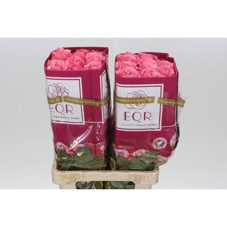 Freshy Large-flowered Rose “Pink X-pression” | Colour: Pink | Length ± 60 centimeter | Origin Ecuador | Per 25 fresh roses