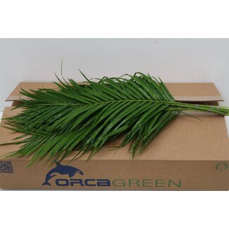 Freshy Phoenix Roebelenii Dwarf date palm Leaves | Colour: Green | Length ± 60 centimetre | Per 5 bunches