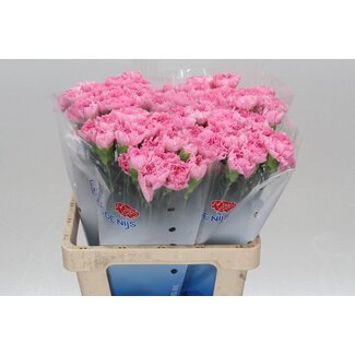 Freshy Œillet hollandais “Noosa” | Couleur: Rose | Longueur ± 60 centimètre | Par 20 fleurs fraîches