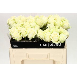 Freshy Roses “Dolomiti” | Colour: White | Length ± 50 centimetre | Per 20 roses