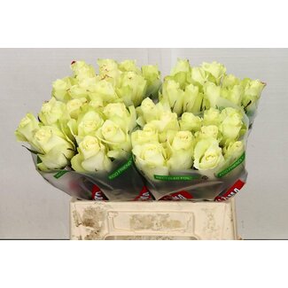 Freshy Roses “Athena” | Colour: White | Length ± 40 centimetre | Per 20 roses
