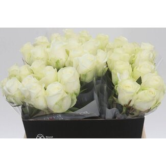 Freshy Roses “Countdown” | Colour: White | Length ± 40 centimetre | Per 20 roses