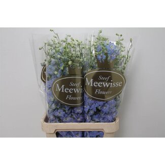 Freshy Delphinium Pied-d'alouette “Dewi Boy” | Couleur: Bleu | Longueur ± 100 centimeter | Par 10 tiges de fleurs fraîches
