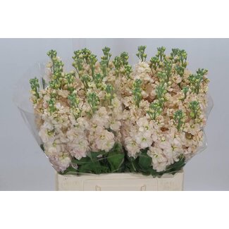 Freshy Violier Matthiola Incana “Milla Salmon” | Couleur: rose | Longueur ± 65 centimeter | Par 10 fleurs fraîches