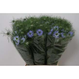 Freshy Nigella D Mystry Blue