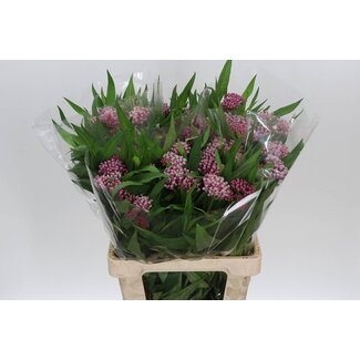 Freshy Asclepias plante en soie “Soulmate” | Couleur: Rose | Longueur ± 65 centimeter | Par 10 tiges fleurs fraîches