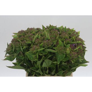 Freshy Campanula Glomerata campanule en touffe “Caroline” | Couleur: Violet | Longueur ± 45 centimeter | Par 10 fleurs fraîches