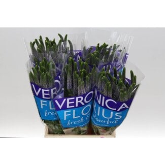 Freshy Veronica Ereprijs “Smart June” | Couleur: Bleu | Longueur ± 50 centimeter | Par 25 tiges de fleurs fraîches