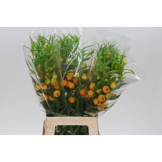 Freshy Sandersonia Kerstklokje “Royal Highness” | Kleur: Oranje | Lengte ± 70 centimeter | Per 10 verse bloemen