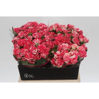 Freshy Rose en grappe hollandaise “Fireworks” | Couleur: Blanc Rouge | Longueur ± 40 centimeter | Par 20 roses fraîches
