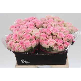 Freshy Holländische Trosrose “Good Mood” | Farbe: Rosa | Länge ± 40 centimeter | Pro 20 frische Rosen