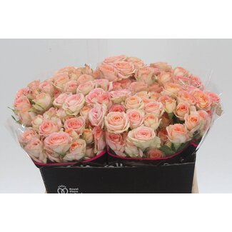 Freshy Rose en grappes hollandaise “Azore” | Couleur: Rose | Longueur ± 40 centimeter | Par 20 roses fraîches