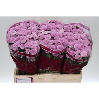 Freshy Chrysanthemum Chrysant Santini “Miller Pearl” | Kleur: Roze | Lengte ± 55 centimeter | Per 25 stelen verse bloemen