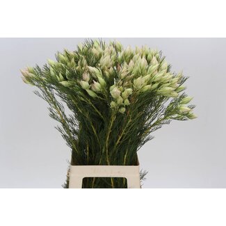 Freshy Serruria Florida Bruidsbloem | Kleur: Grijs | Lengte ± 60 centimeter | Per 10 verse bloemen