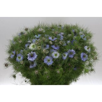 Freshy Nigella Juffertje-in-het-groen “Dark Sky Bleu” | Couleur: Bleu | Longueur ± 60 centimeter | Par 5 bouquets