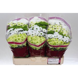 Freshy Chrysanthemum Chrysant Santini “Breeze” | Colour: Mixed Colours | Length ± 55 centimetre | Per 25 stems fresh flowers