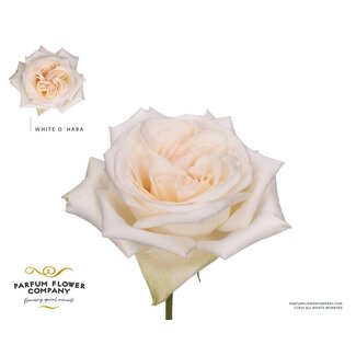 Freshy Roses Garden rose “Parfum White O'hara” | Colour: White | Length ± 50 centimeter | Per 12 roses