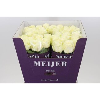 Freshy Rozen “Avalanche Meijer” | Kleur: Wit | Lengte ± 70 centimeter | Per 10 rozen