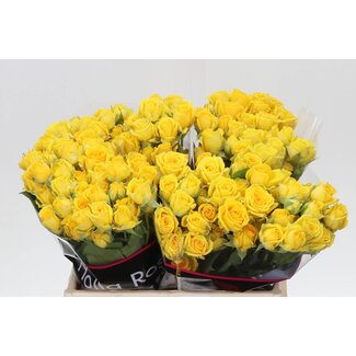 Freshy Dutch Spray Rose “Tarantella” | Colour: Yellow | Length ± 40 centimeter | Per 20 fresh roses