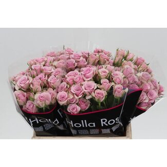 Freshy Holländische Rispenrose “Leila” | Farbe: Lila | Länge ± 40 centimeter | Pro 20 frische Rosen