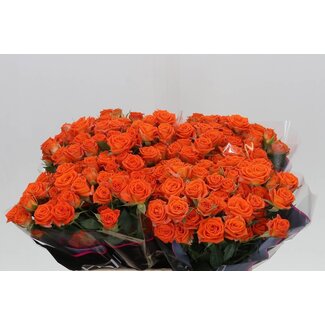 Freshy Holländische Trosrose “Picanto” | Farbe: Orange | Länge ± 40 centimeter | Pro 20 frische Rosen