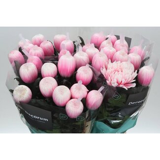 Freshy Deco Chrysanthemum Chrysant “Antonov” Farbbehandelt | Farbe: Pastellrosa | Länge ± 65 centimeter | Pro 10 frische Blumen