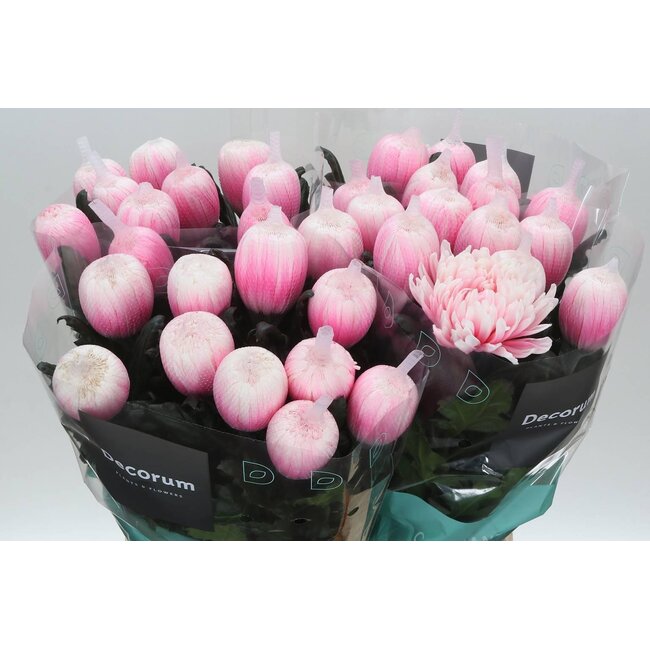 Déco Chrysanthème Chrysanthème “Antonov” Coloré | Couleur: Rose Pastel | Longueur ± 65 centimeter | Par 10 fleurs fraîches