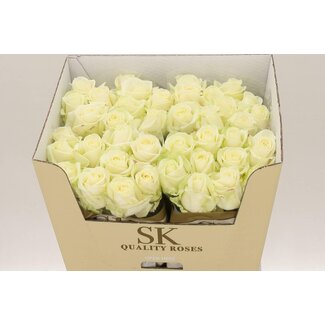 Freshy Rosen “Avalanche Koene White” | Farbe: Weiß | Länge ± 70 centimeter | Pro 10 Rosen