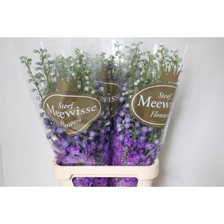 Freshy Delphinium Larkspur “Christel” | Colour: Purple | Length ± 100 centimetre | Per 10 stems fresh flowers