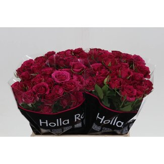 Freshy Rose en grappe hollandaise “Cheyenne” | Couleur: Violet | Longueur ± 40 centimeter | Par 20 roses fraîches