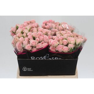 Freshy Rose en bouquet hollandais “Lydia” | Couleur: Rose | Longueur ± 40 centimeter | Par 20 roses fraîches