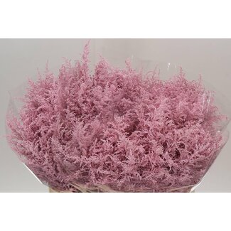 Freshy Solidago Goldenrod Kleurbehandeld | Colour: Light Pink | Per 25 stems fresh flowers