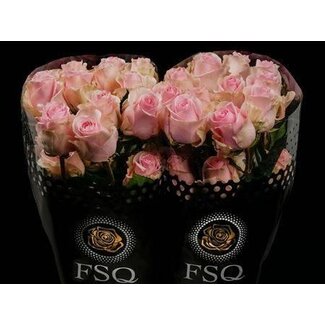 Freshy Rose à grandes fleurs “Duchesse” | Couleur: Rose | Longueur ± 50 centimeter | Origine Ecuador | Par 25 roses fraîches